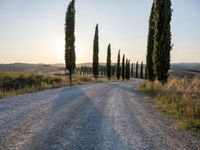 a road surrounded by tall cypress trees in the sunset with a dirt road leading away