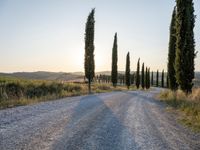 a road surrounded by tall cypress trees in the sunset with a dirt road leading away