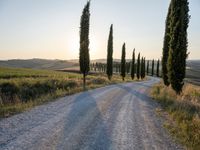 a road surrounded by tall cypress trees in the sunset with a dirt road leading away