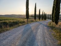 a road surrounded by tall cypress trees in the sunset with a dirt road leading away