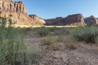 an image of an arid area with tall bushes and rocks in the foreground with clear sky above