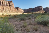 an image of an arid area with tall bushes and rocks in the foreground with clear sky above