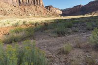 an image of an arid area with tall bushes and rocks in the foreground with clear sky above