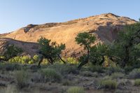 trees are in a field near some large rocks and mountains in the background, at dusk