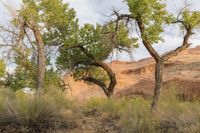 a tree standing in a desert area by some rocks and bushes of grass and grass