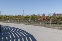 the back of a bike is parked at the vineyard yard next to the road that is a wooden fence