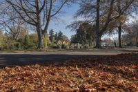 a path through the park leads to a body of water with trees and leaves on either side of it