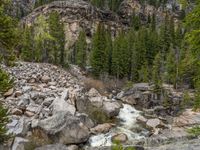 a dog stands on the edge of some large boulders in the middle of trees and rocks