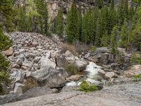 a dog stands on the edge of some large boulders in the middle of trees and rocks