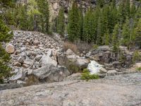 a dog stands on the edge of some large boulders in the middle of trees and rocks