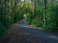 Daytime Forest: Asphalt Road with Hard Shadows