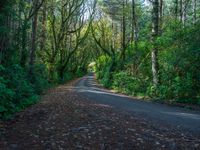 Daytime Forest: Asphalt Road with Hard Shadows