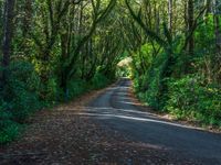 Daytime Forest: Asphalt Road with Hard Shadows