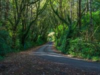 Daytime Forest: Asphalt Road with Hard Shadows