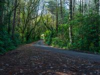 Daytime Forest: Asphalt Road with Hard Shadows