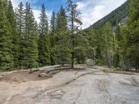 a dog stands on the edge of some large boulders in the middle of trees and rocks