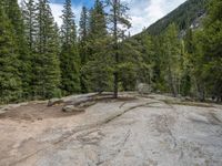 a dog stands on the edge of some large boulders in the middle of trees and rocks