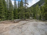 a dog stands on the edge of some large boulders in the middle of trees and rocks