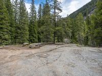 a dog stands on the edge of some large boulders in the middle of trees and rocks