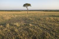 Daytime Nature Landscape in Africa: The Serene Savanna