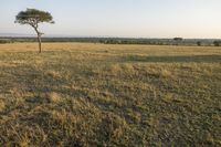 Daytime Nature Landscape in Africa: The Serene Savanna