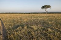 Daytime Nature Landscape in Africa: The Serene Savanna