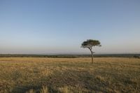 Daytime Nature Landscape in Africa: The Serene Savanna