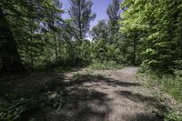 Daytime Nature: Road and Tree in Canada