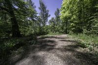 Daytime Nature: Road and Tree in Canada