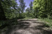 Daytime Nature: Road and Tree in Canada