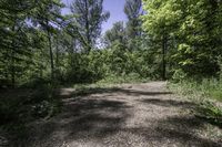 Daytime Nature: Road and Tree in Canada