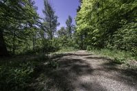 Daytime Nature: Road and Tree in Canada