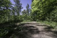 Daytime Nature: Road and Tree in Canada