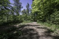 Daytime Nature: Road and Tree in Canada