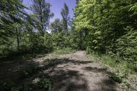 Daytime Nature: Road and Tree in Canada