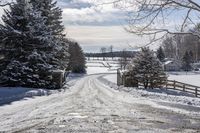 Daytime in Nature: Trees in the Canadian Landscape