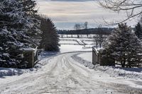 Daytime in Nature: Trees in the Canadian Landscape