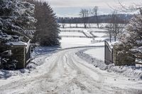 Daytime in Nature: Trees in the Canadian Landscape