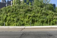 a couple of stoplights sitting on the side of a road next to a forest