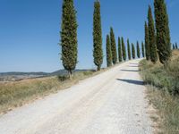 a dirt road with trees and brush on both sides, and on the other side of it are multiple directions