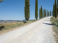 a dirt road with trees and brush on both sides, and on the other side of it are multiple directions