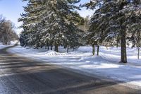 Daytime Road in Nature: Tree Branches and Scenic Views