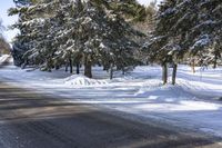 Daytime Road in Nature: Tree Branches and Scenic Views