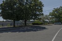 Daytime on a Suburban Road: Tree Branch Casting a Shadow