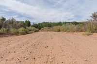 a dirt road in the wild with trees and bushes in the background that looks like a track