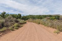 a dirt road in the wild with trees and bushes in the background that looks like a track