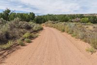 a dirt road in the wild with trees and bushes in the background that looks like a track