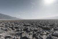a dog walking through a dry desert plain of rocks and sand with a mountain in the distance