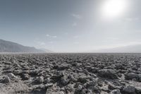 a dog walking through a dry desert plain of rocks and sand with a mountain in the distance