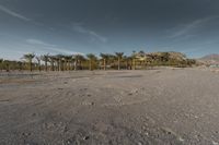 an empty, sandy area surrounded by palm trees and rocky desert terrain with houses to the right